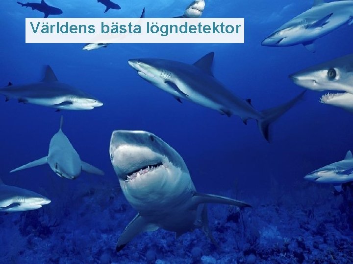 Världens bästa lögndetektor 13 