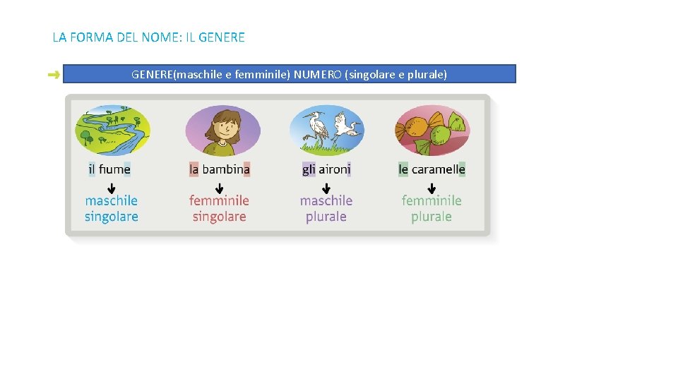 LA FORMA DEL NOME: IL GENERE(maschile e femminile) NUMERO (singolare e plurale) 