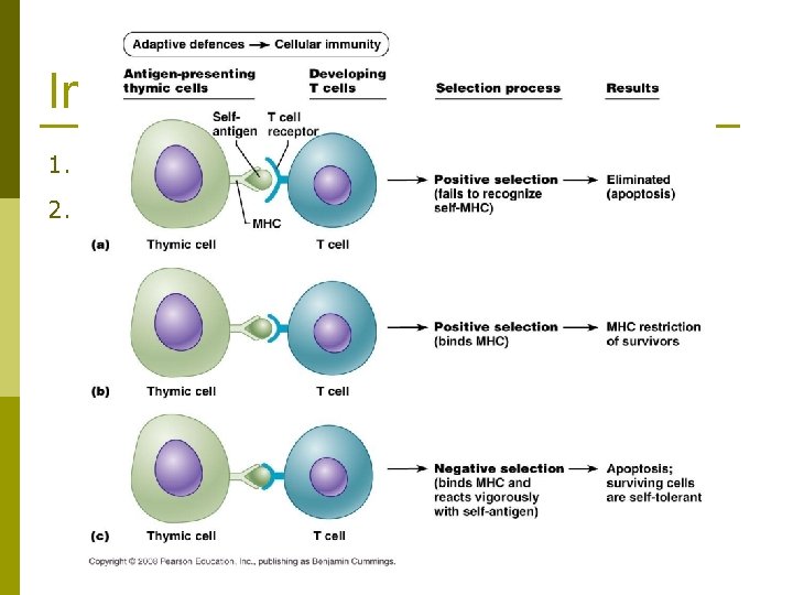 Immunocompetence for T cells 1. 2. Must be able to bind MHC molecules. Must