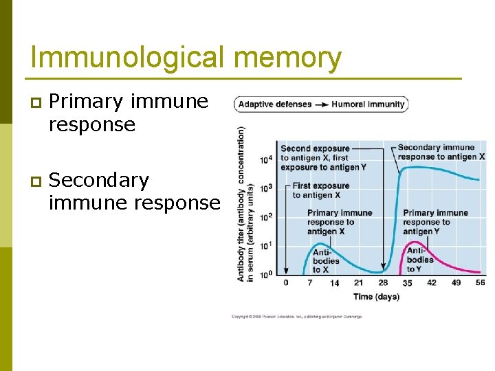 Immunological memory p Primary immune response p Secondary immune response 