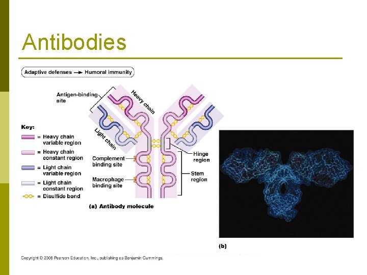 Antibodies 