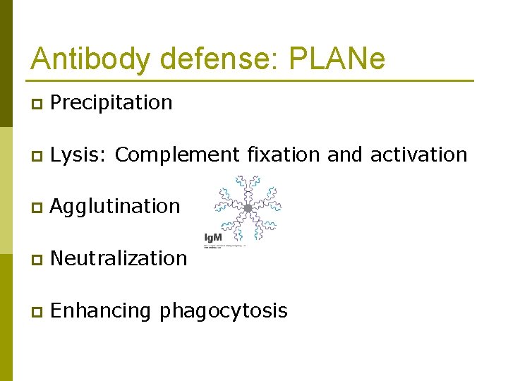 Antibody defense: PLANe p Precipitation p Lysis: Complement fixation and activation p Agglutination p