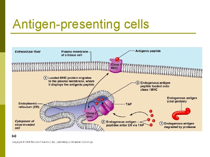 Antigen-presenting cells 