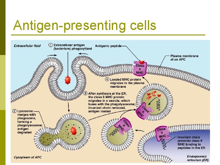 Antigen-presenting cells 