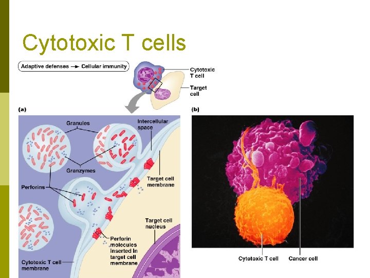 Cytotoxic T cells 