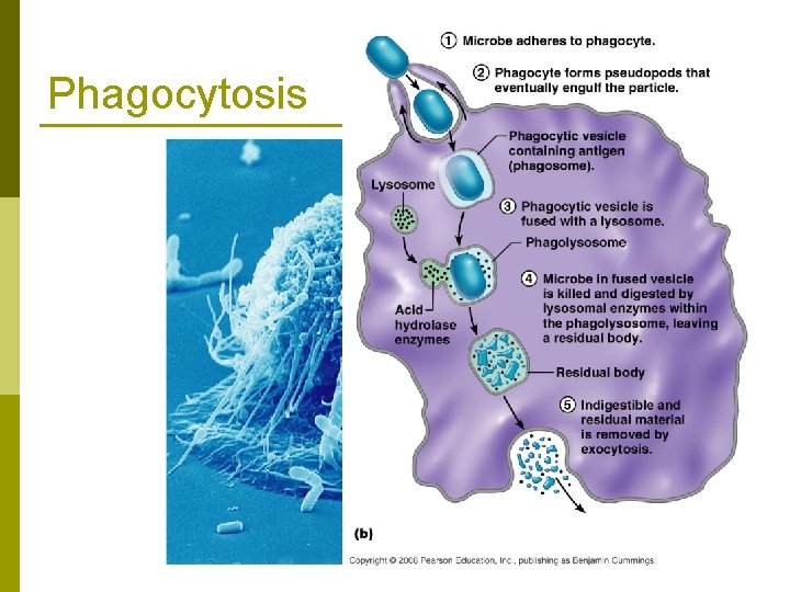 Phagocytosis 