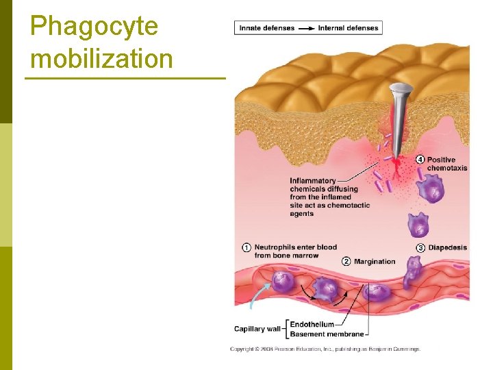 Phagocyte mobilization 