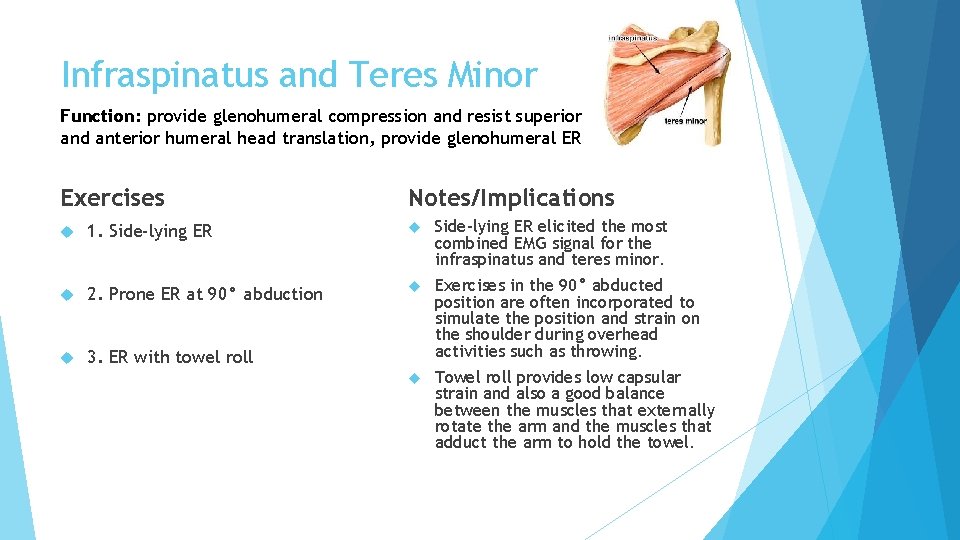 Infraspinatus and Teres Minor Function: provide glenohumeral compression and resist superior and anterior humeral Infraspinatus and Teres Minor Function: provide glenohumeral compression and resist superior and anterior humeral