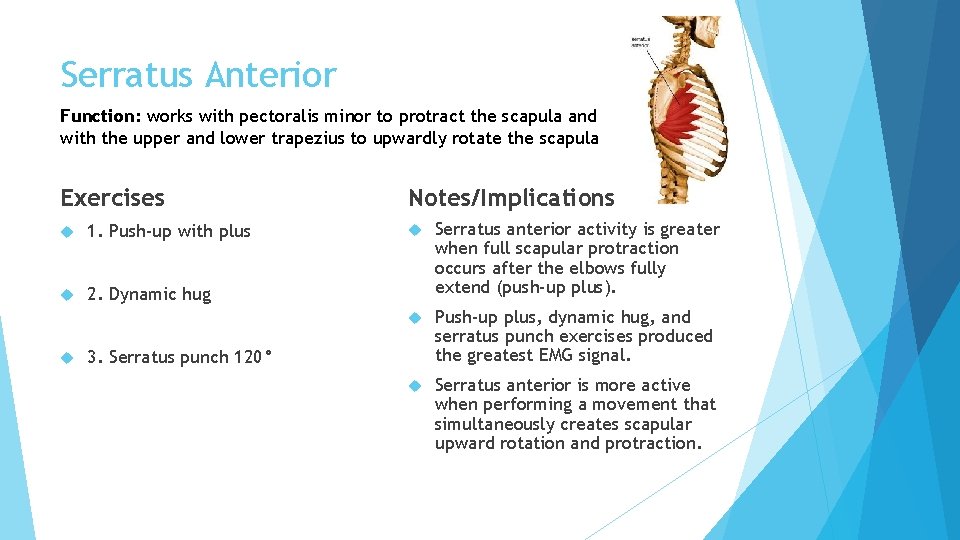 Serratus Anterior Function: works with pectoralis minor to protract the scapula and with the Serratus Anterior Function: works with pectoralis minor to protract the scapula and with the