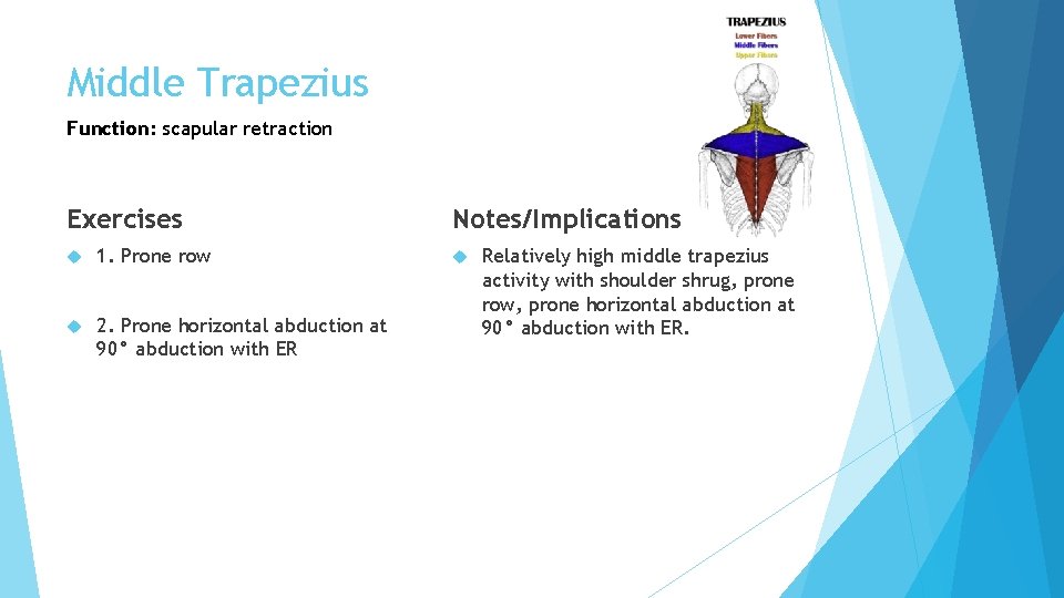 Middle Trapezius Function: scapular retraction Exercises 1. Prone row 2. Prone horizontal abduction at Middle Trapezius Function: scapular retraction Exercises 1. Prone row 2. Prone horizontal abduction at