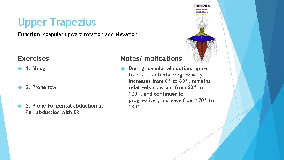 Upper Trapezius Function: scapular upward rotation and elevation Exercises 1. Shrug 2. Prone row Upper Trapezius Function: scapular upward rotation and elevation Exercises 1. Shrug 2. Prone row