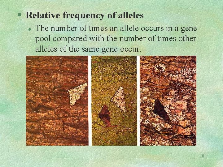 § Relative frequency of alleles l The number of times an allele occurs in