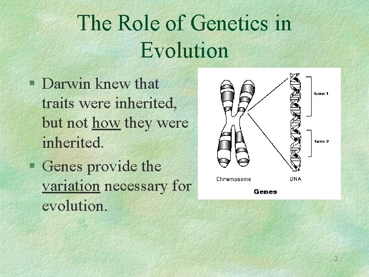 The Role of Genetics in Evolution § Darwin knew that traits were inherited, but