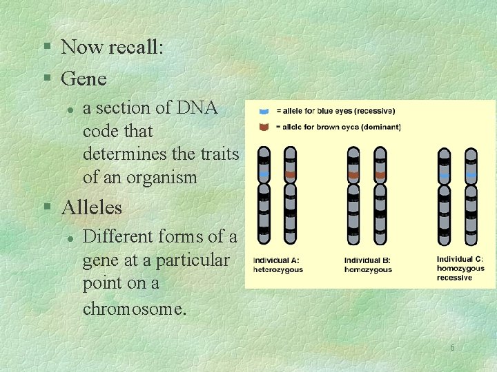 § Now recall: § Gene l a section of DNA code that determines the