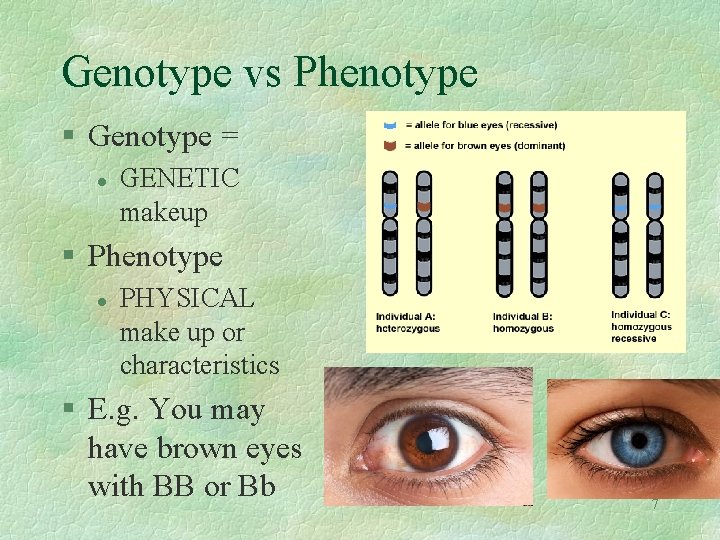 Genotype vs Phenotype § Genotype = l GENETIC makeup § Phenotype l PHYSICAL make