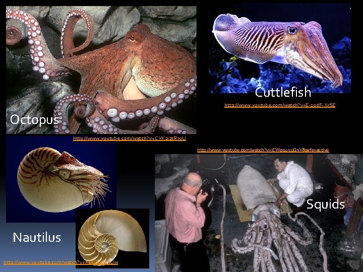 Cuttlefish http: //www. youtube. com/watch? v=E-zod. F-Xr. SE Octopus http: //www. youtube. com/watch? v=CYK