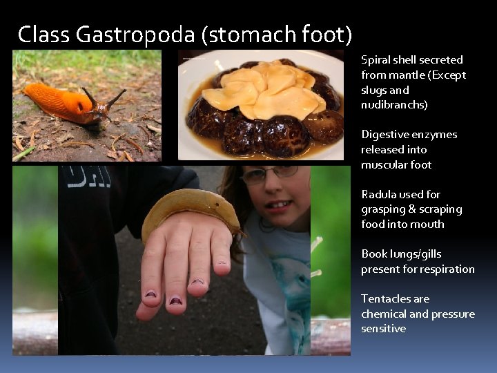 Class Gastropoda (stomach foot) Spiral shell secreted from mantle (Except slugs and nudibranchs) Digestive