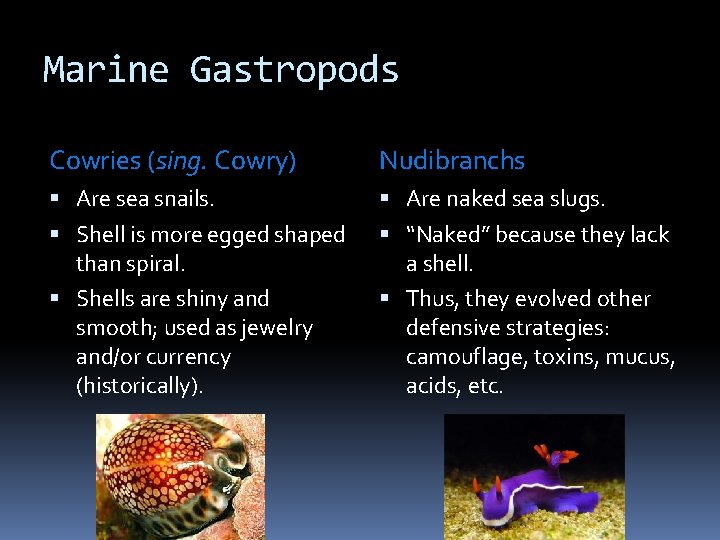 Marine Gastropods Cowries (sing. Cowry) Nudibranchs Are sea snails. Are naked sea slugs. Shell