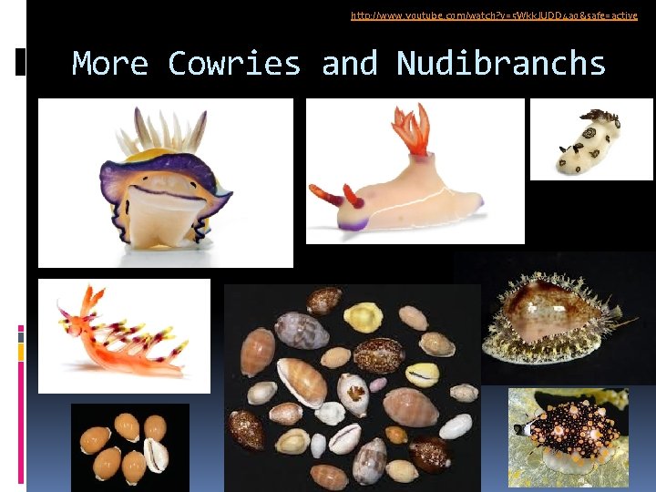 http: //www. youtube. com/watch? v=5 Wkk. JUDD 4 ao&safe=active More Cowries and Nudibranchs 