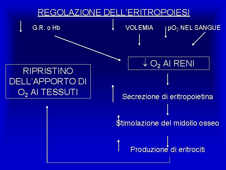 REGOLAZIONE DELL’ERITROPOIESI G. R. o Hb RIPRISTINO DELL’APPORTO DI O 2 AI TESSUTI VOLEMIA