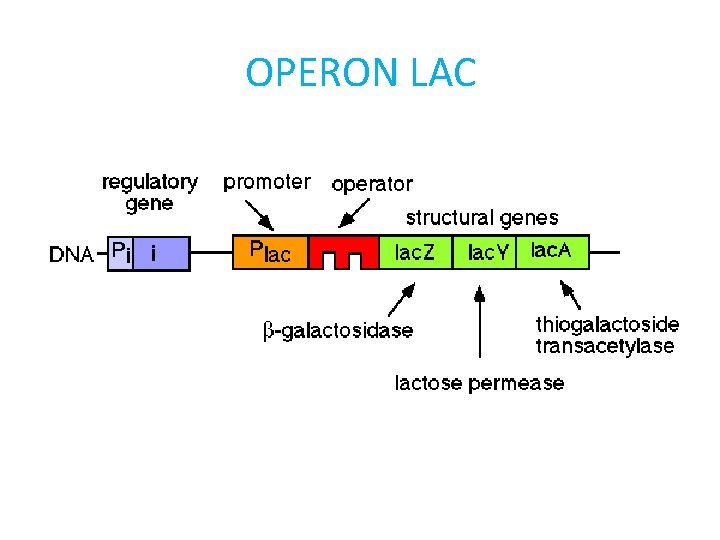 OPERON LAC 