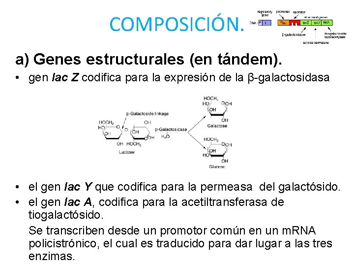 COMPOSICIÓN. a) Genes estructurales (en tándem). • gen lac Z codifica para la expresión