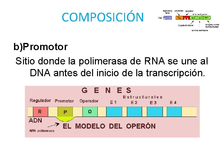 COMPOSICIÓN b)Promotor Sitio donde la polimerasa de RNA se une al DNA antes del