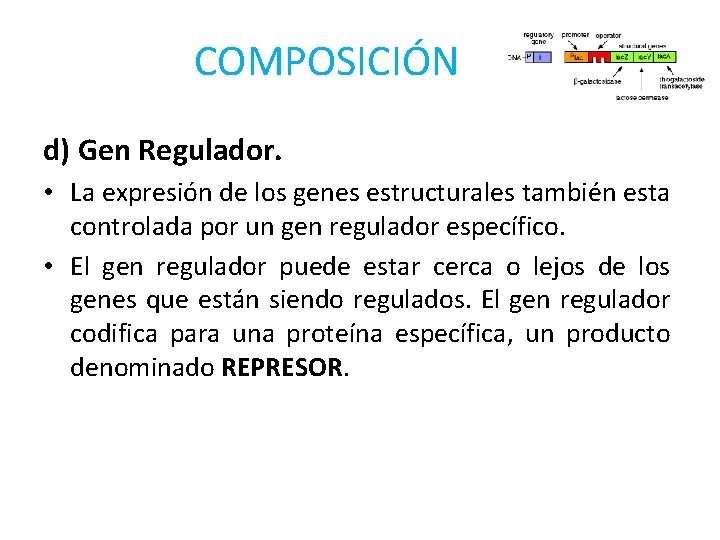 COMPOSICIÓN d) Gen Regulador. • La expresión de los genes estructurales también esta controlada