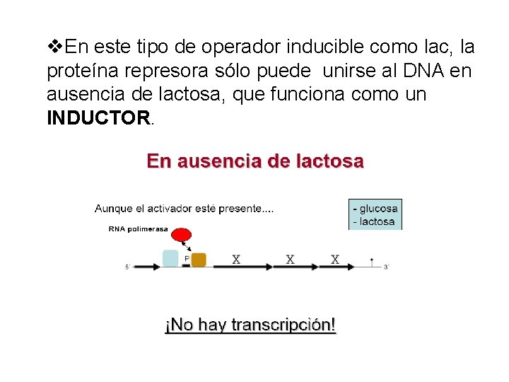 v. En este tipo de operador inducible como lac, la proteína represora sólo puede
