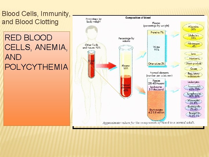 Blood Cells, Immunity, and Blood Clotting RED BLOOD CELLS, ANEMIA, AND POLYCYTHEMIA 