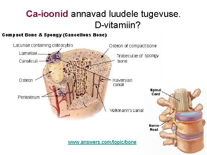 Ca-ioonid annavad luudele tugevuse. D-vitamiin? www. answers. com/topic/bone 