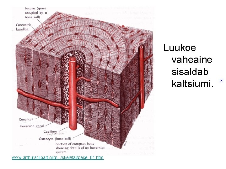 Luukoe vaheaine sisaldab kaltsiumi. www. arthursclipart. org/. . . /skeletal/page_01. htm 