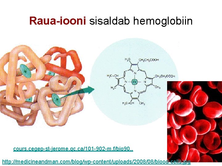 Raua-iooni sisaldab hemoglobiin cours. cegep-st-jerome. qc. ca/101 -902 -m. f/bio 90. . http: //medicineandman.