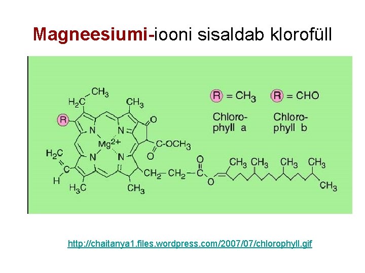 Magneesiumi-iooni sisaldab klorofüll http: //chaitanya 1. files. wordpress. com/2007/07/chlorophyll. gif 