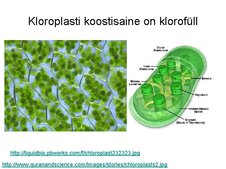 Kloroplasti koostisaine on klorofüll http: //liquidbio. pbworks. com/f/chloroplast 232323. jpg http: //www. quranandscience. com/images/stories/chloroplasts