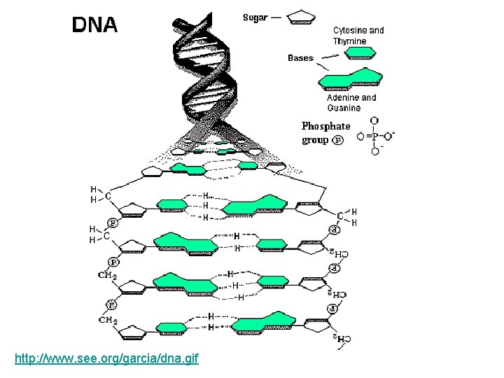 http: //www. see. org/garcia/dna. gif 