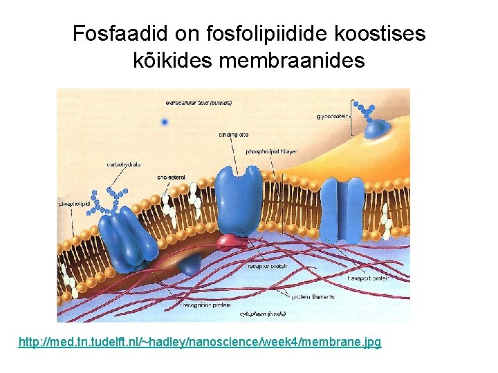 Fosfaadid on fosfolipiidide koostises kõikides membraanides http: //med. tn. tudelft. nl/~hadley/nanoscience/week 4/membrane. jpg 