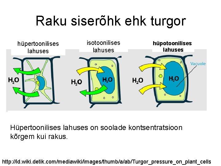 Raku siserõhk ehk turgor hüpertoonilises lahuses isotoonilises lahuses hüpotoonilises lahuses • http: //id. wiki.