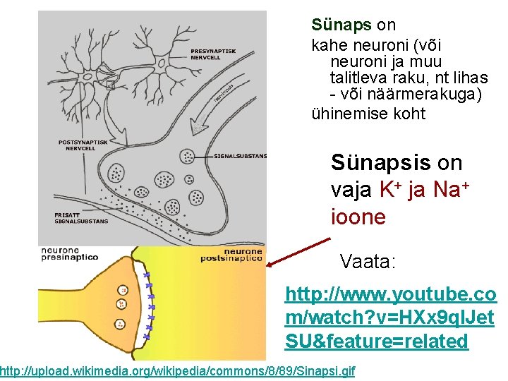 Sünaps on kahe neuroni (või neuroni ja muu talitleva raku, nt lihas - või