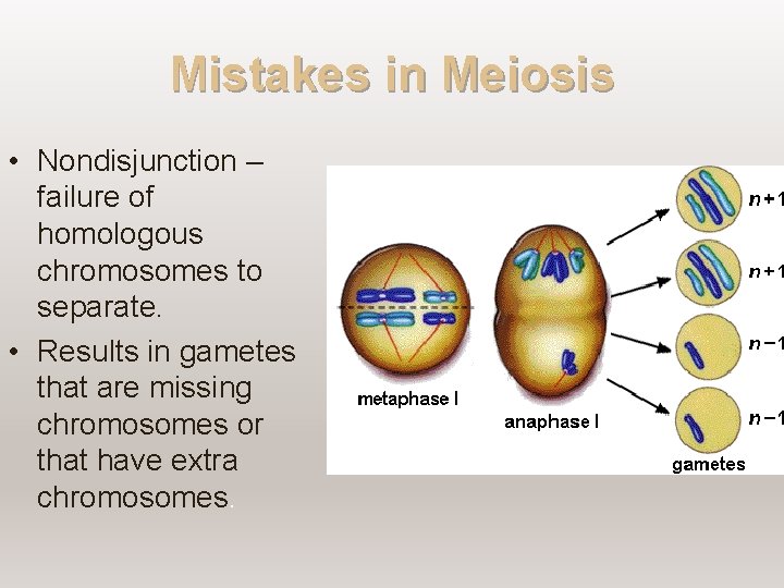 Mistakes in Meiosis • Nondisjunction – failure of homologous chromosomes to separate. • Results