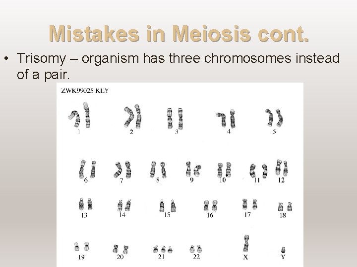 Mistakes in Meiosis cont. • Trisomy – organism has three chromosomes instead of a