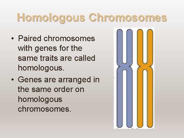 Homologous Chromosomes • Paired chromosomes with genes for the same traits are called homologous.