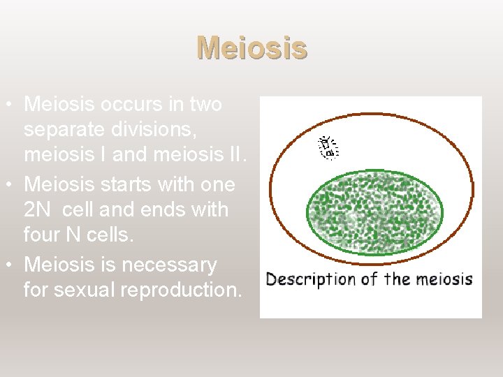 Meiosis • Meiosis occurs in two separate divisions, meiosis I and meiosis II. •