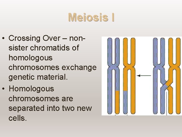 Meiosis I • Crossing Over – nonsister chromatids of homologous chromosomes exchange genetic material.