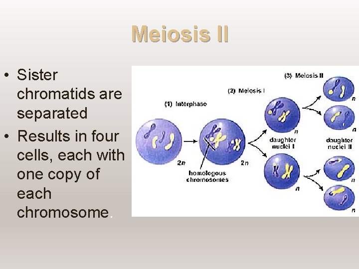 Meiosis II • Sister chromatids are separated • Results in four cells, each with