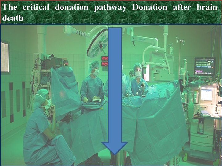 The critical donation pathway Donation after brain death 