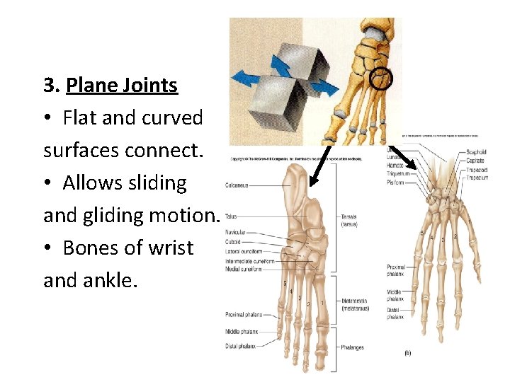 3. Plane Joints • Flat and curved surfaces connect. • Allows sliding and gliding