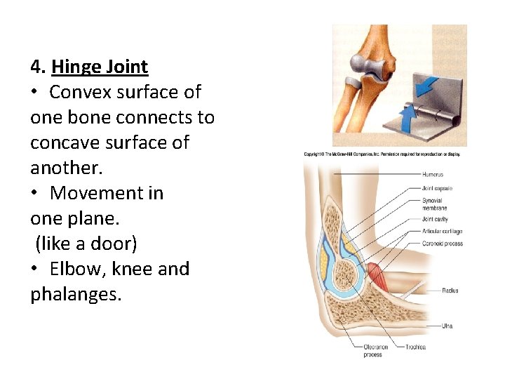 4. Hinge Joint • Convex surface of one bone connects to concave surface of
