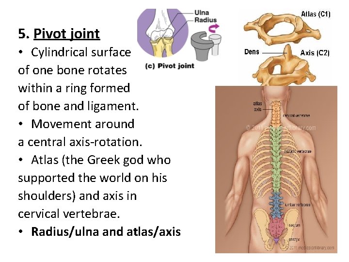 5. Pivot joint • Cylindrical surface of one bone rotates within a ring formed