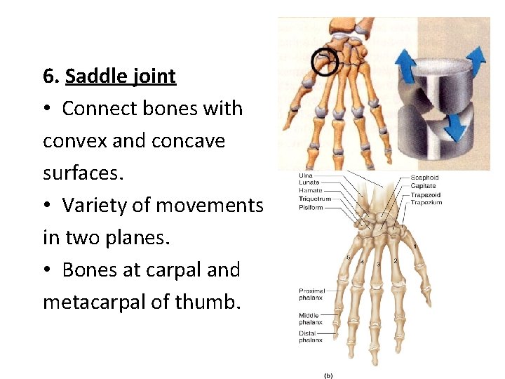 6. Saddle joint • Connect bones with convex and concave surfaces. • Variety of